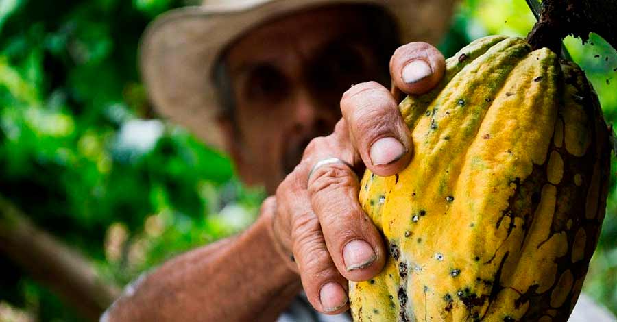 Peruvian chocolaye, cocoa harvest, cocoa fruit