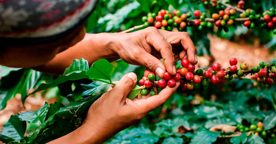 Coffee Harvest