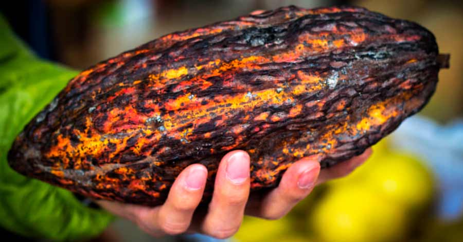 Peruvian Chocolate, Peruvian cacao bean on a hand