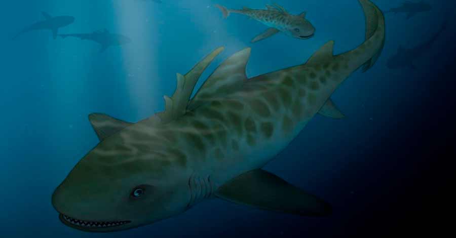 Pucapampella Shark in lake Titicaca - Auri Peru