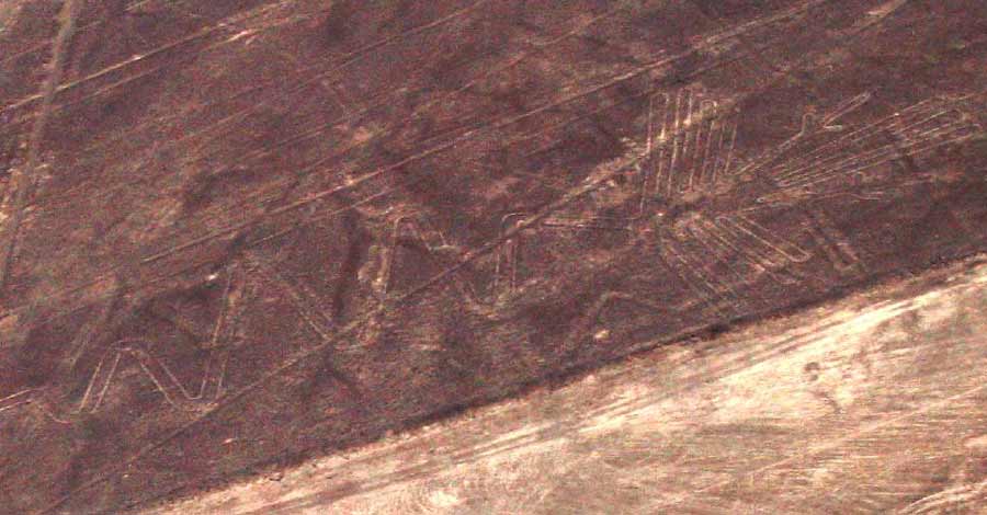 Nazca lines, how bigger are they, flamingo