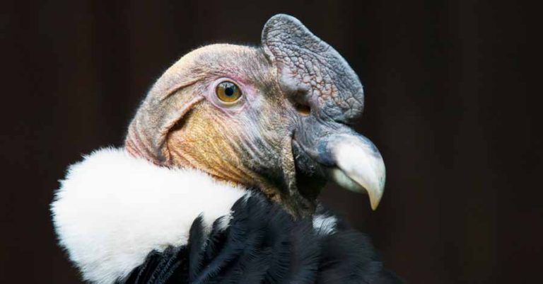 Andean Condor Factswhere To See Andean Condors In Peru Auri Travel