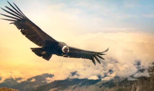 Andean condor facts│Where to see Andean Condors in Peru?