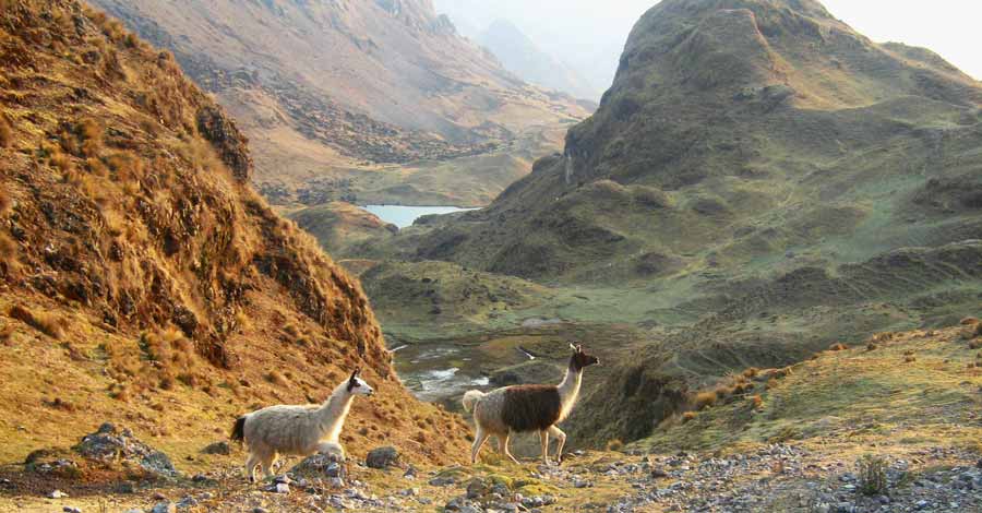 Luxury trekkings - llamas in Lares trek route