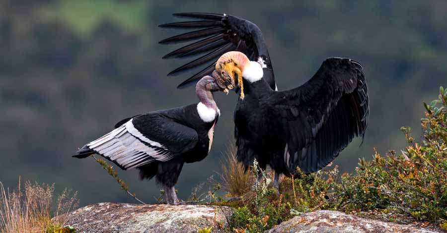 Andean Condor Factswhere To See Andean Condors In Peru Auri Travel