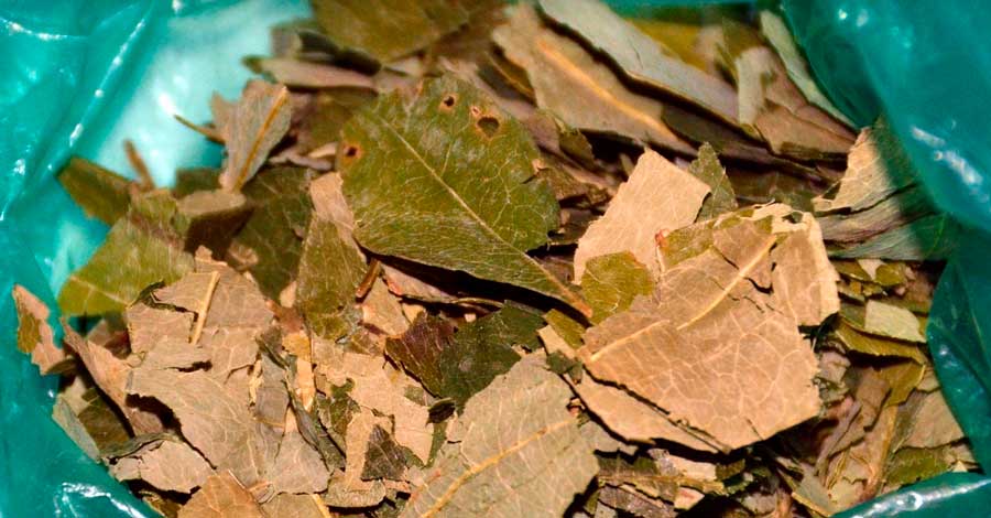 dry coca leaves