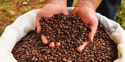 Coffee and Cacao in Peru