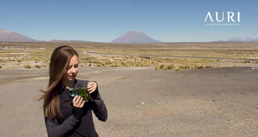 Coca Tea - Colca Canyon - Auri Peru Travel