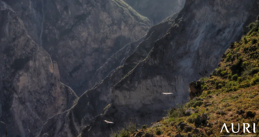 Colca Canyon in Arequipa Auri Peru