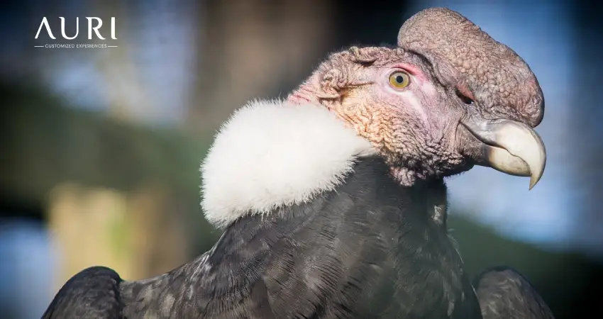 Andean Condor Colca Canyon Auri Peru Travel