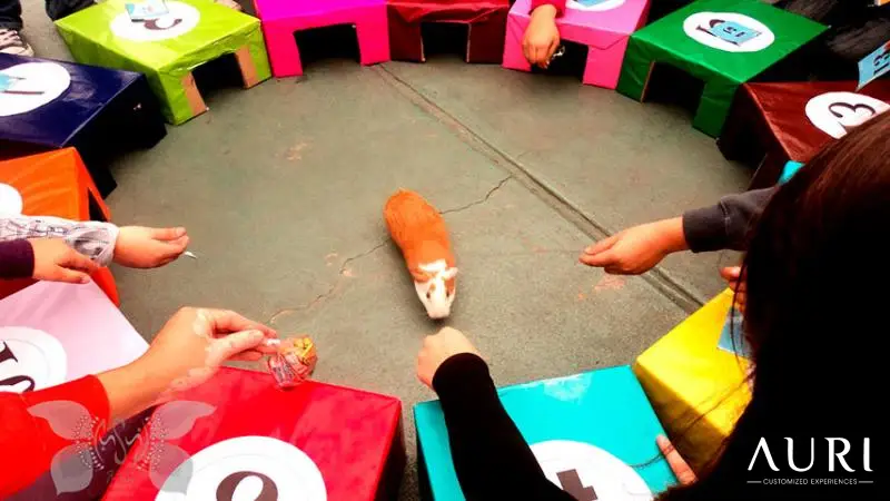 Peruvian Guinea Pigs Playing - uri Peru Travel