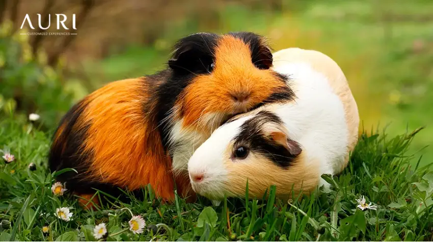 Cute Peruvian Guinea Pigs Resting