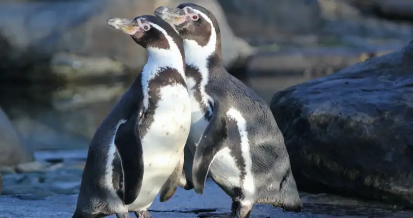 ballestas islands in peru