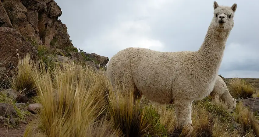 alpaca