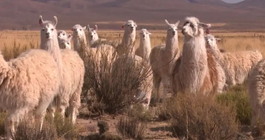 Llamas VS Alpacas: chaku