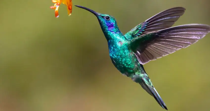 colibri