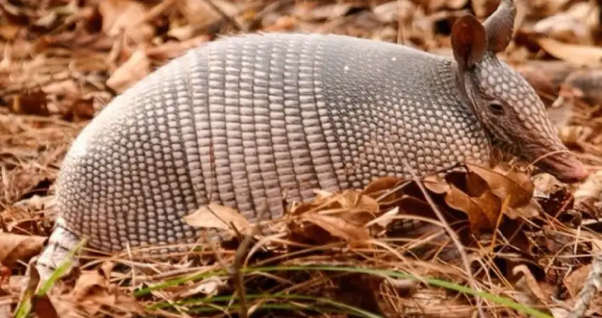 giant armadillo