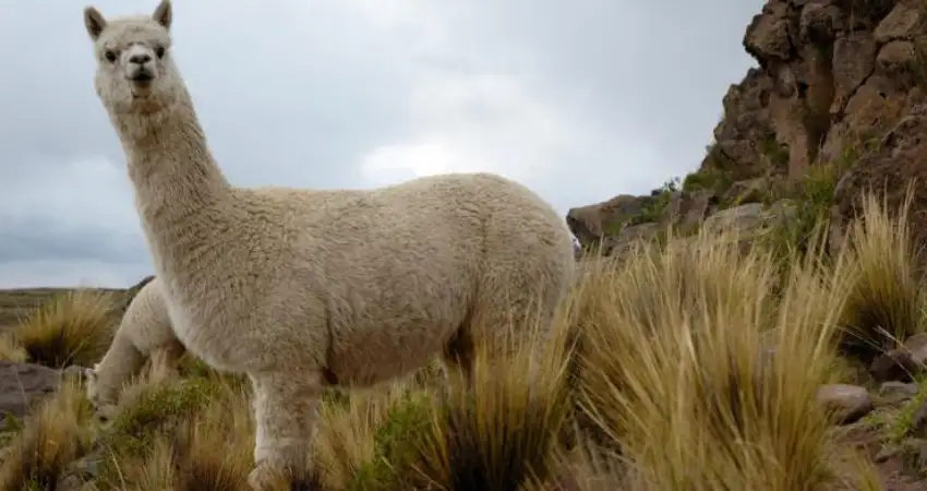 Llamas VS Alpacas: huacaya