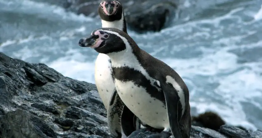 humboldt pinguin