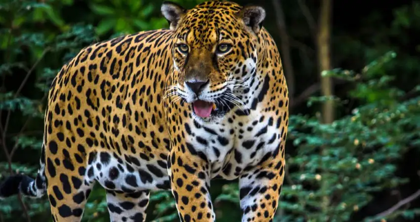 jaguar