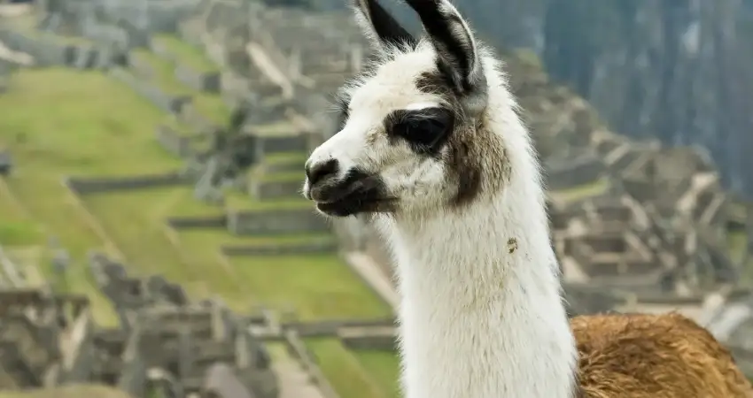 llama