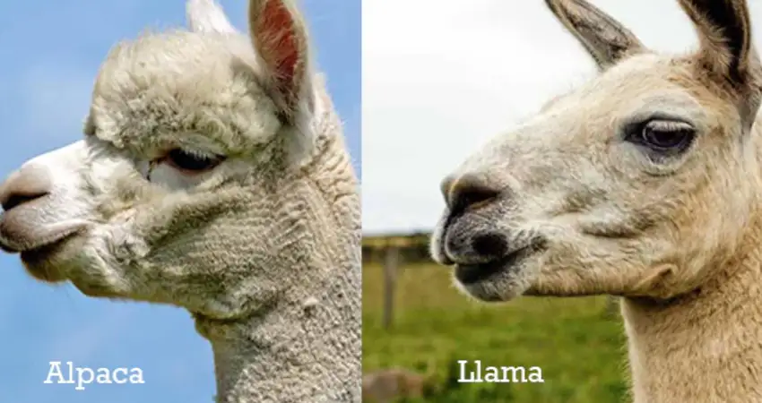 Llamas VS Alpacas: differences