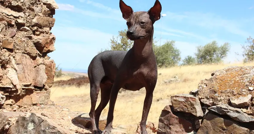 peruvian dog