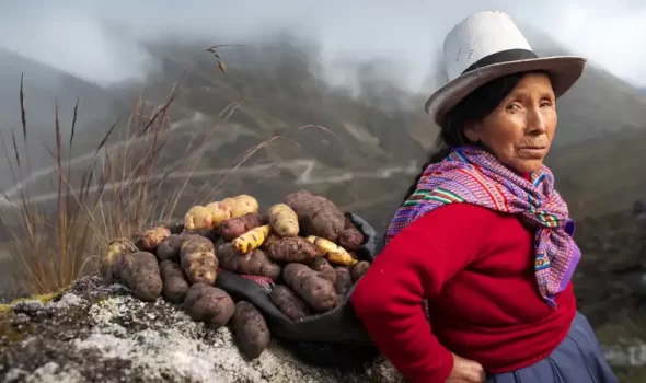 Discover The Incredible Diversity Of The Peruvian Potatoes