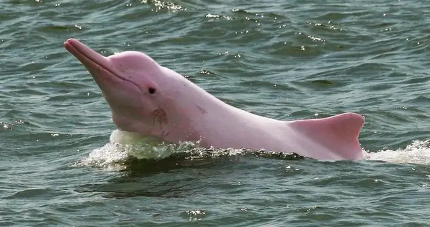 pink river dolphin