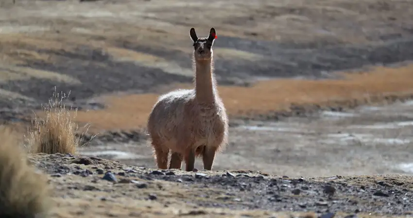 Llamas VS Alpacas: q'ara