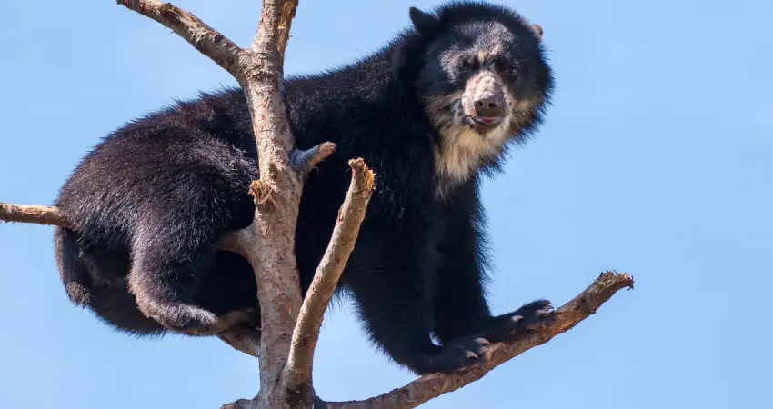 spectacled bear