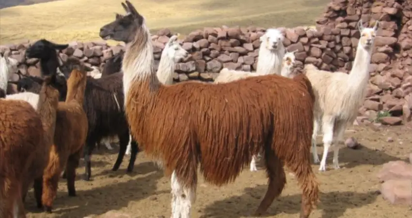 llamas vs alpacas