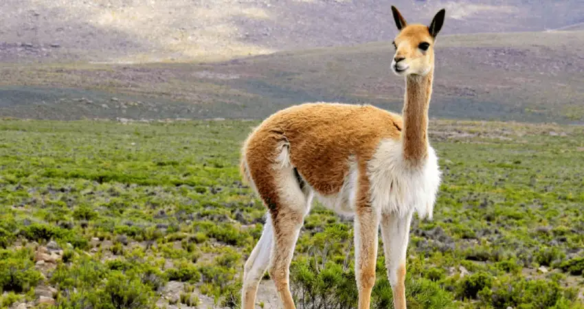 vicuña