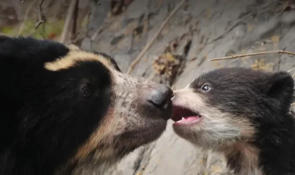 Unveiling The Majestic Spectacled Bear In Machu Picchu: A Hidden Treasure