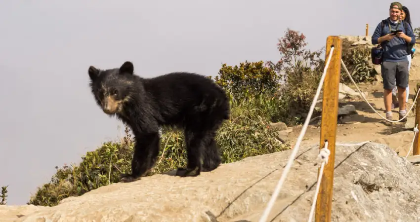 Spectacled bear in Machu Picchu sightings