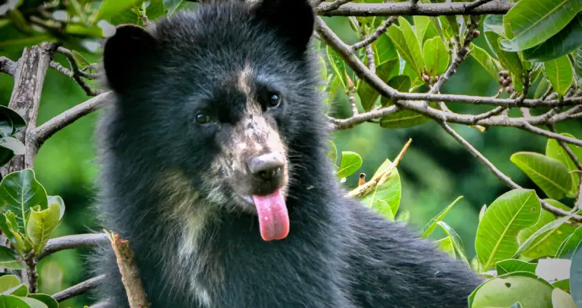 Spectacled bear in Machu Picchu