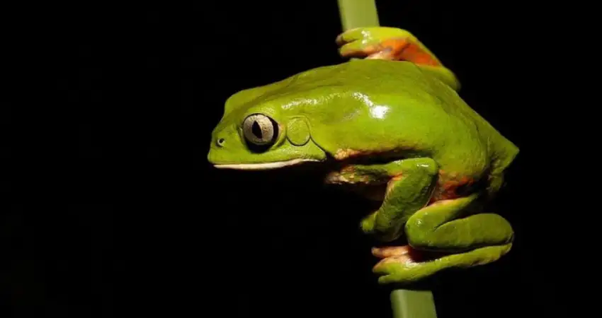 amazon river peru frog