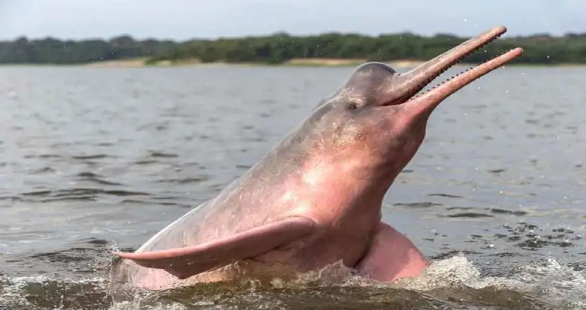 amazon river peru pink river dolphin