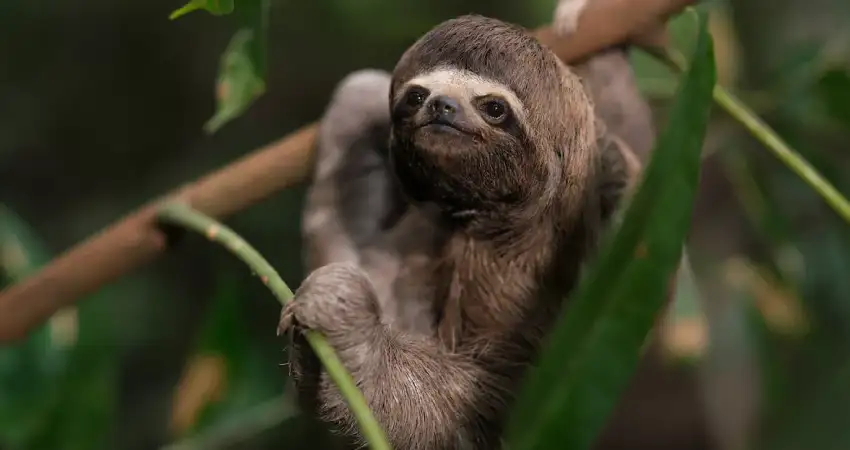 amazon river peru sloths