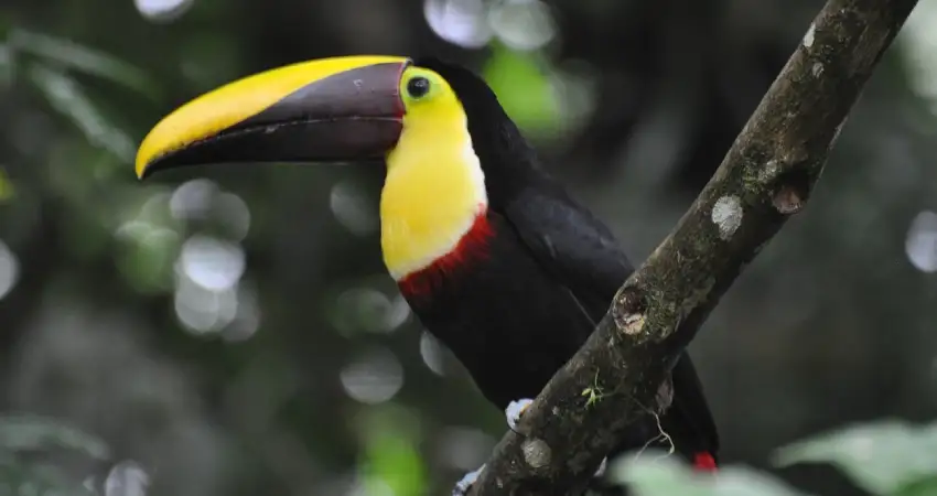 amazon river peru toucan