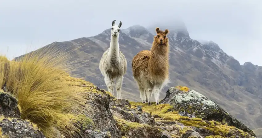 llamas and alpacas at lares trekking