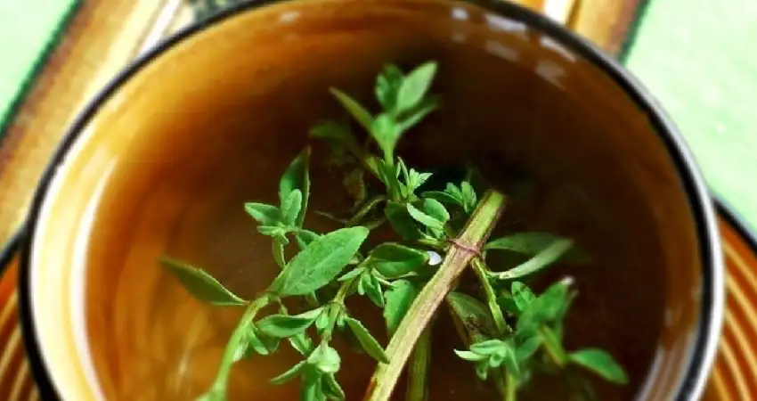 muña medicinal plants in peru