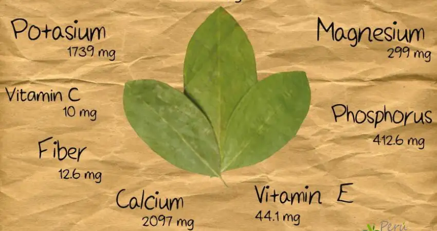 coca leaf benefits