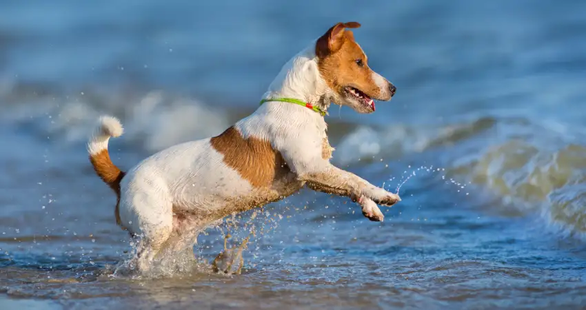 beaches for pets