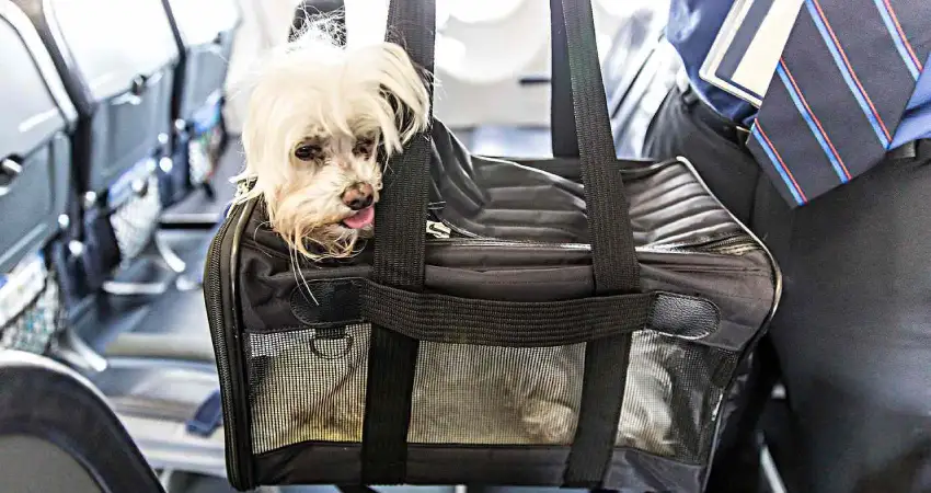 pets in cabin