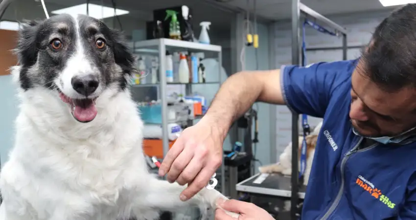 vet in cusco