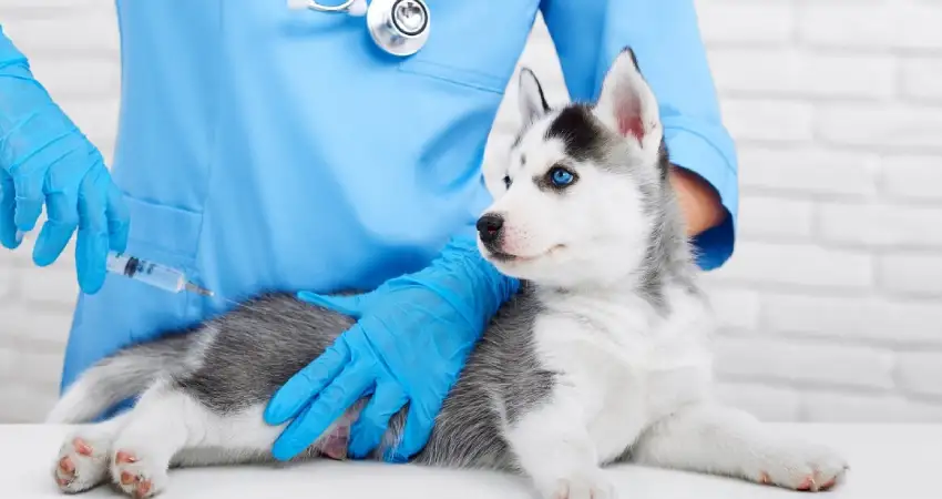 pets vaccinations