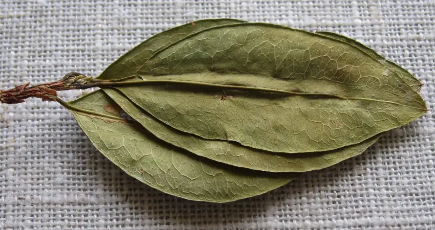 Peru Coca Leaf: Beyond The Myths