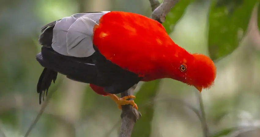 Andean Cock of the Rock Southern Part birdwatching in peru