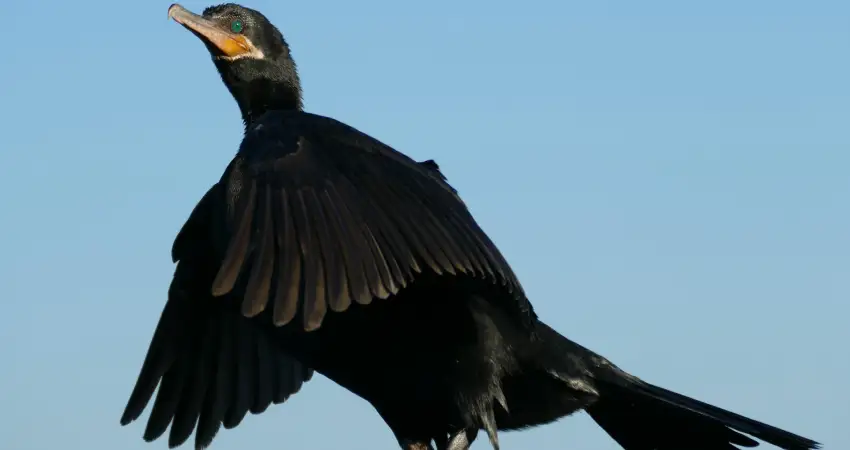 Neotropic Cormorant Manu National Reserve birdwatching in peru